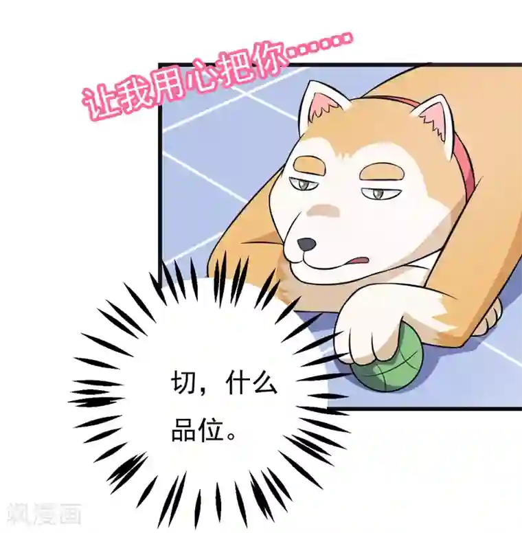 在下铲屎官：喵王在上第79话 杀手锏