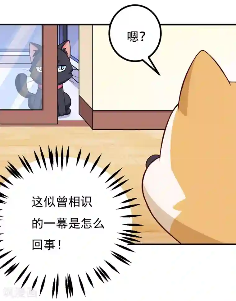 在下铲屎官：喵王在上第85话 逮到你们了！