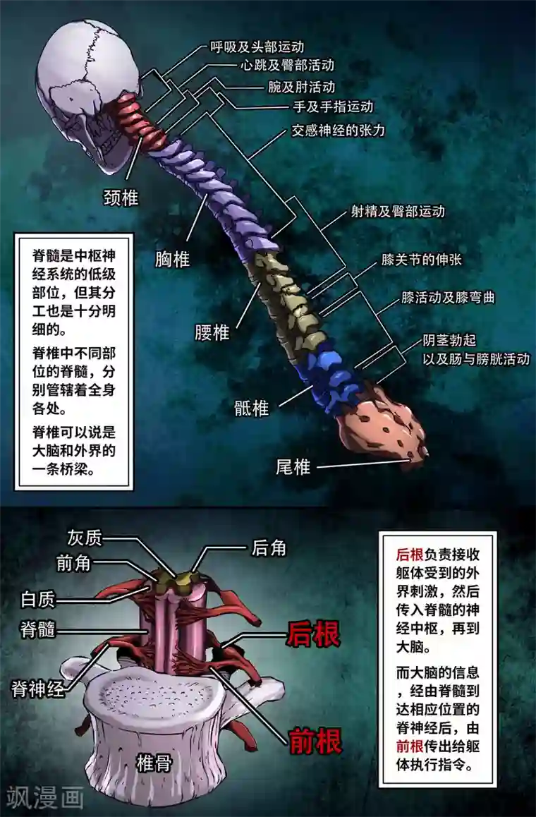 史上最强第70话 神经系统