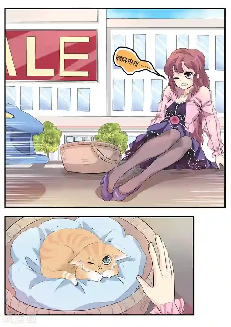 猫奴富少好缠人第1话