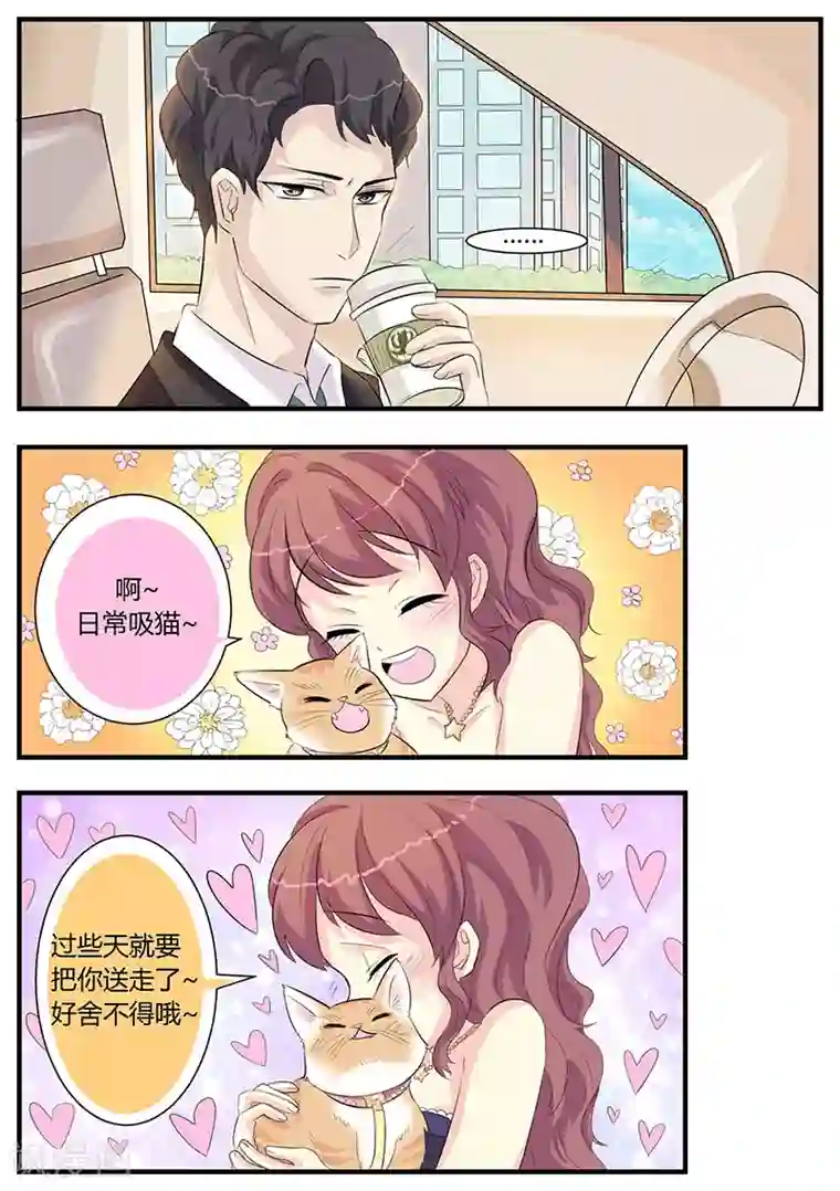 猫奴富少好缠人第3话