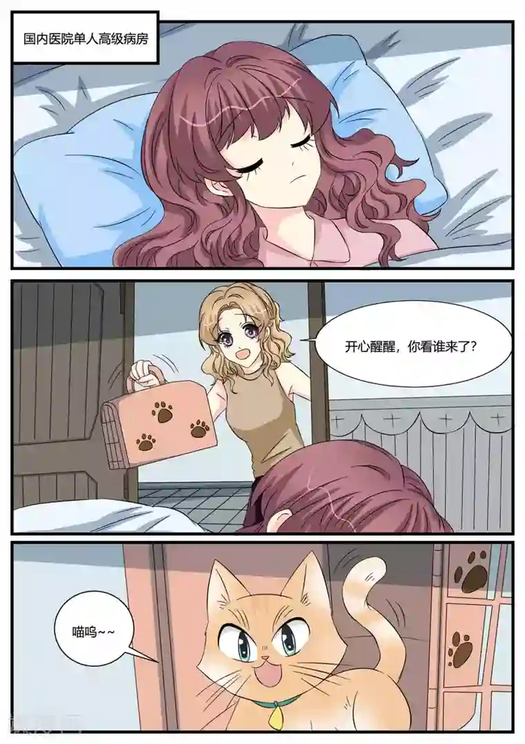猫奴富少好缠人第48话