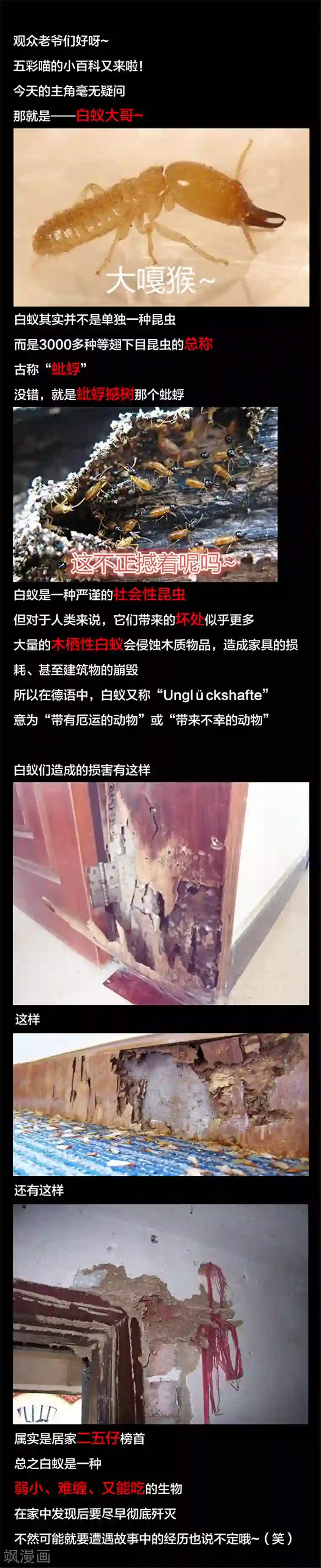 密集黑洞第138话 白蚁2