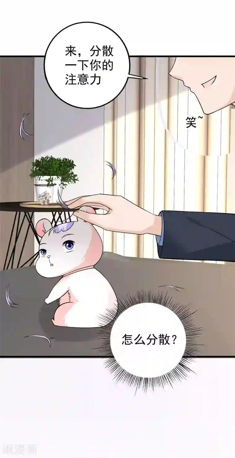 国民老公的小仓鼠第35话 掉毛