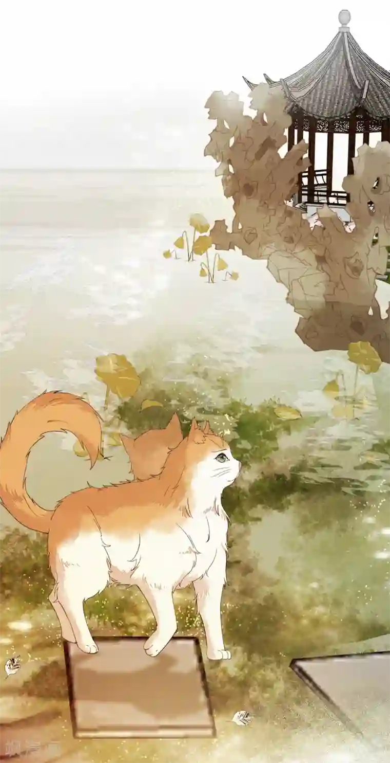 杀手王妃不好惹第38话 重逢