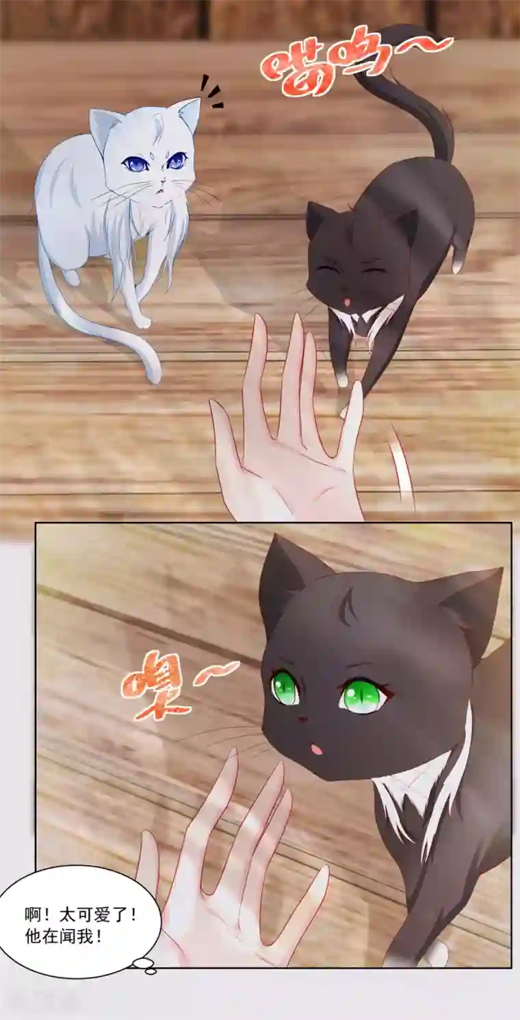 想成为废柴的公爵小姐第3话 两只猫