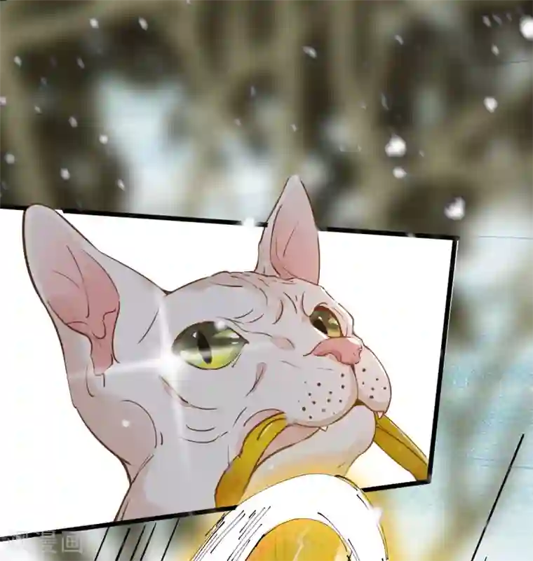 杀手王妃不好惹第57话 她是我的猫