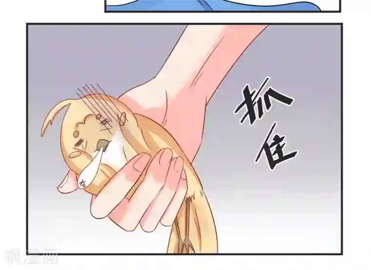 冤家小小鸟第31话