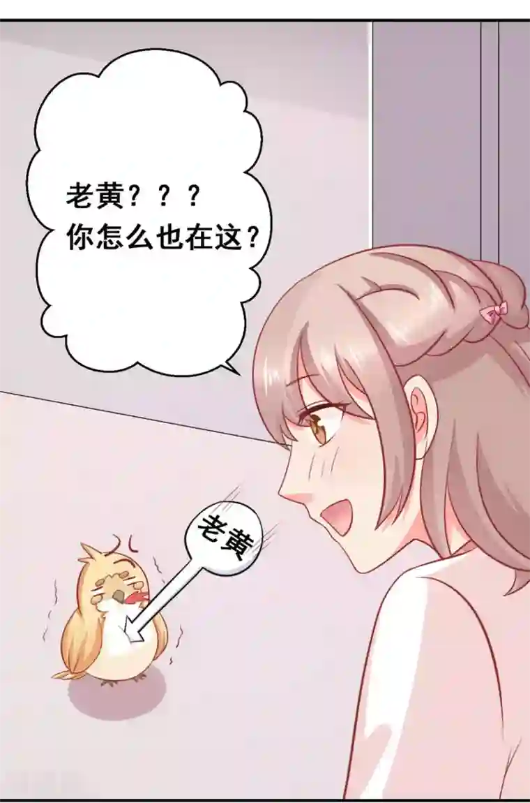 冤家小小鸟第36话