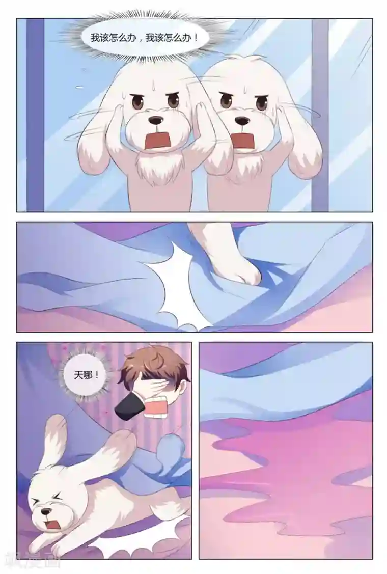 我的房东是泰迪第9话