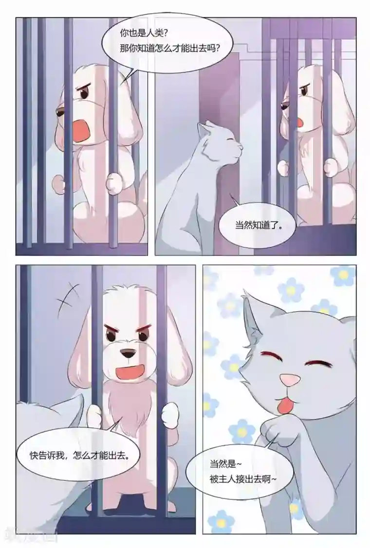 我的房东是泰迪第21话