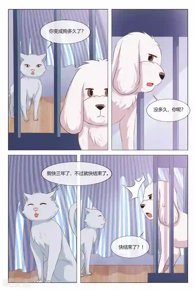 我的房东是泰迪第21话