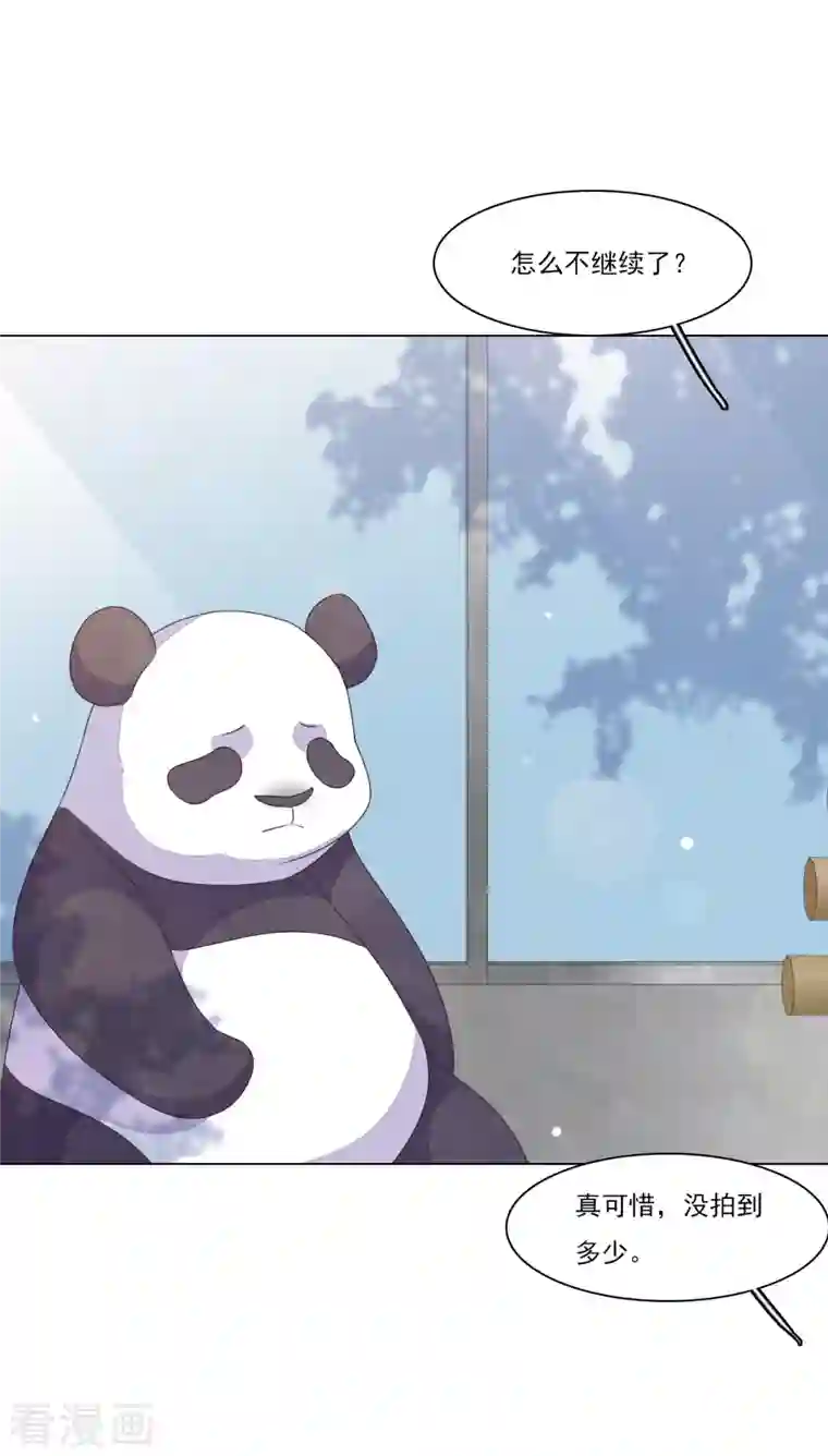 穿回古代做国宝第185话 再见了小熊猫