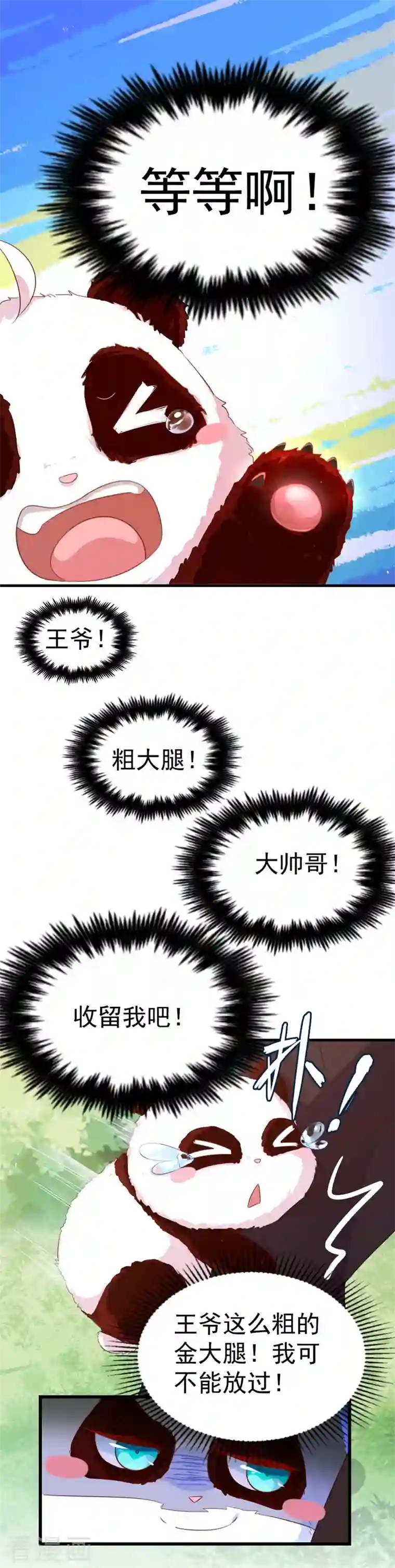 天降萌宝小熊猫：萌妃来袭第3话 想做熊猫的铲屎官吗？