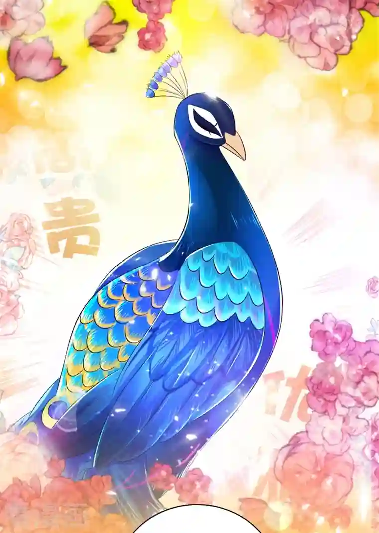 天降萌宝小熊猫：萌妃来袭第37话 会八国语言的网红孔雀