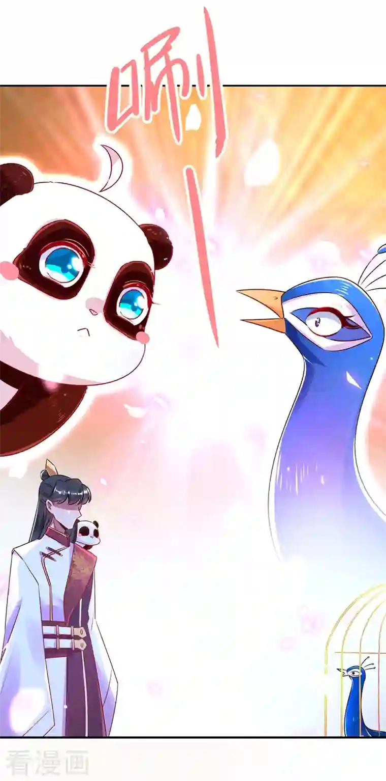 天降萌宝小熊猫：萌妃来袭第37话 会八国语言的网红孔雀