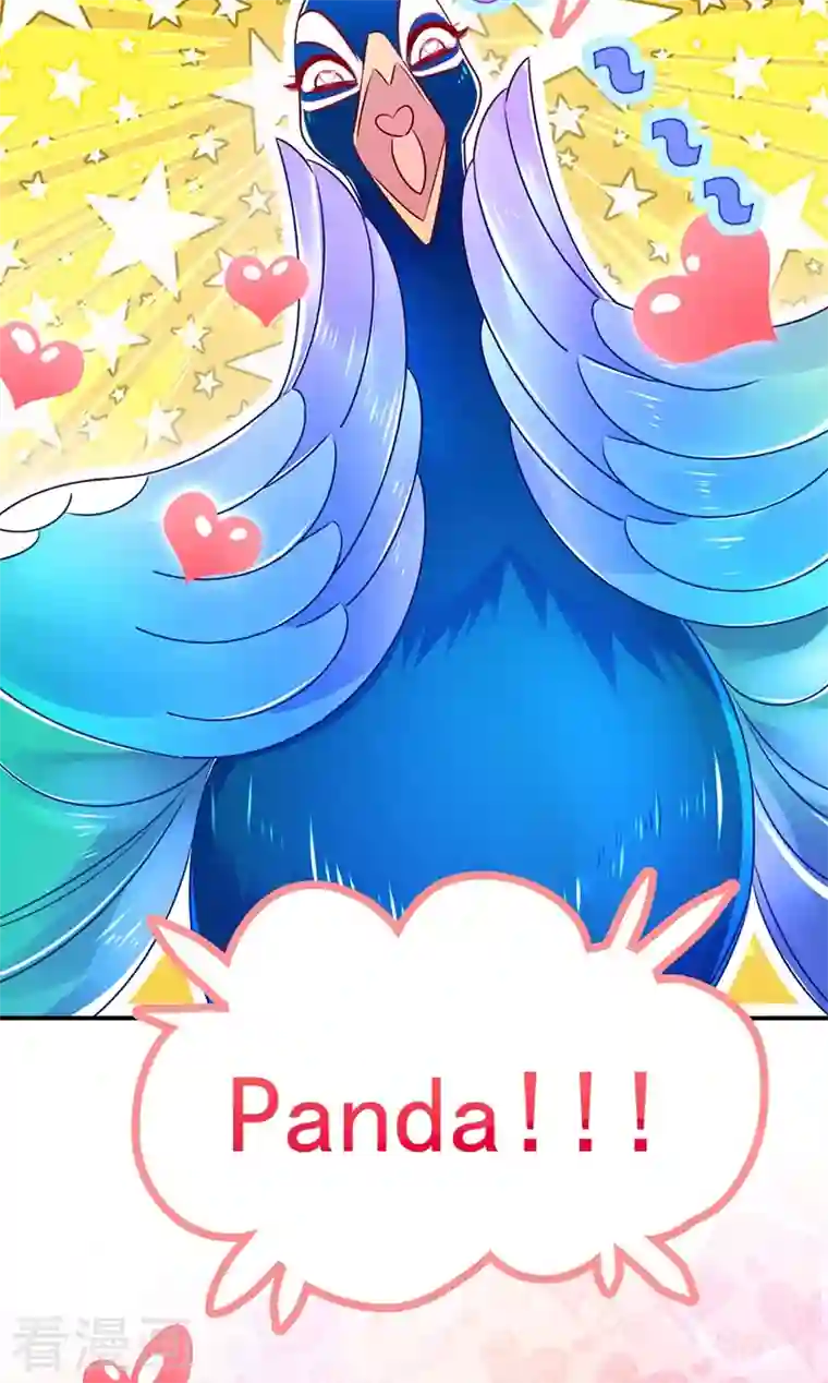 天降萌宝小熊猫：萌妃来袭第37话 会八国语言的网红孔雀