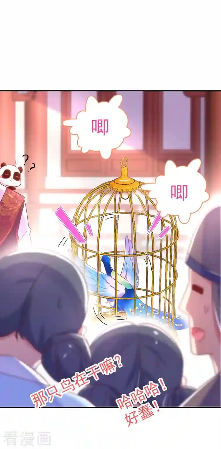 天降萌宝小熊猫：萌妃来袭第37话 会八国语言的网红孔雀