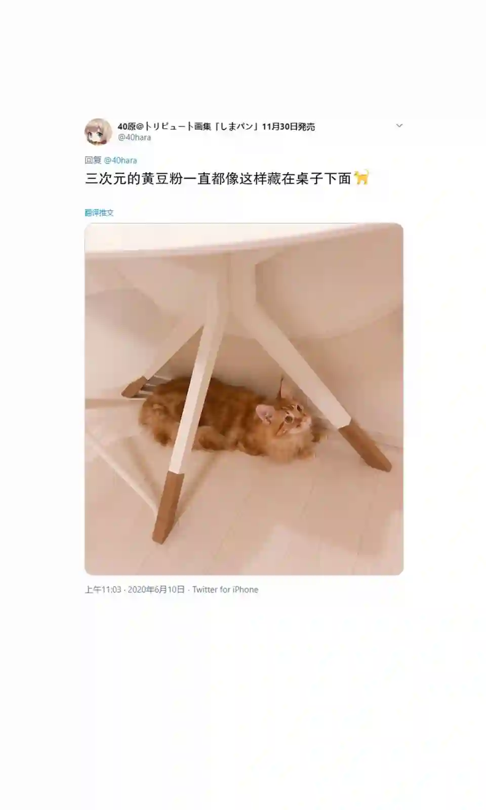 我家的猫猫是可爱的女孩子！杂图5