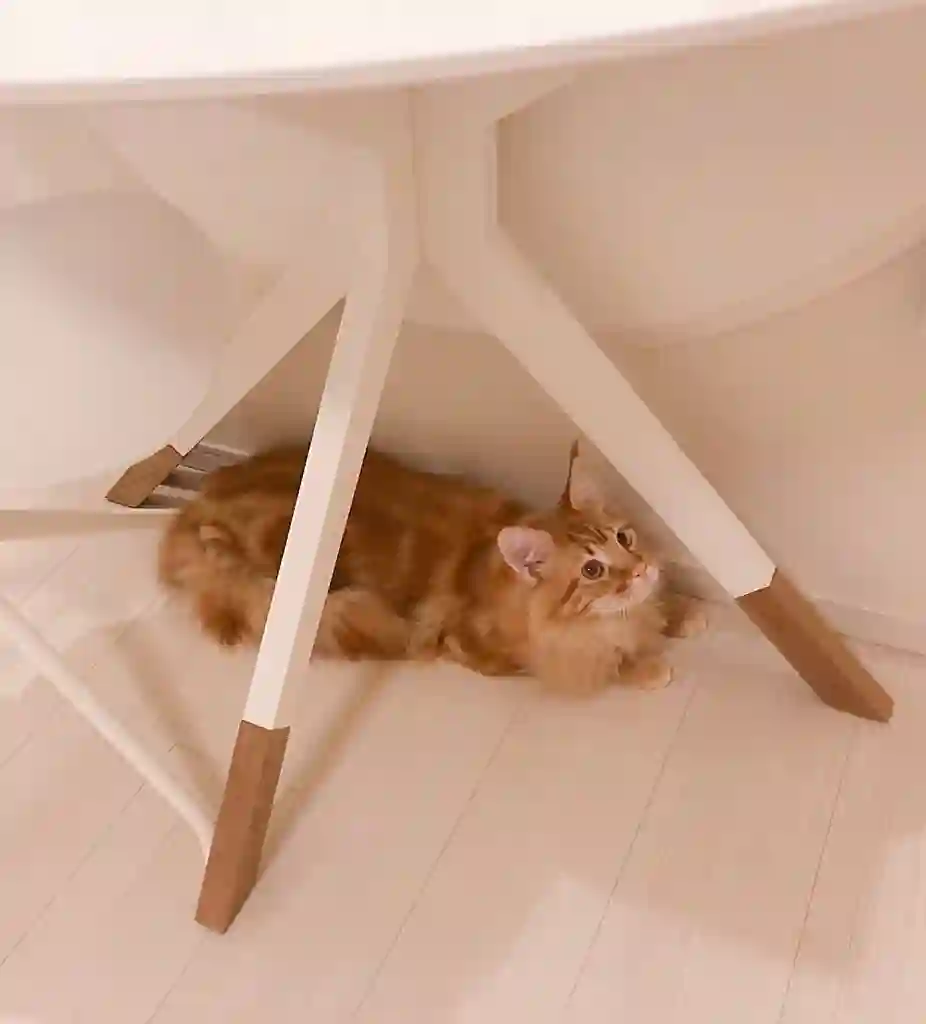 我家的猫猫是可爱的女孩子！杂图5