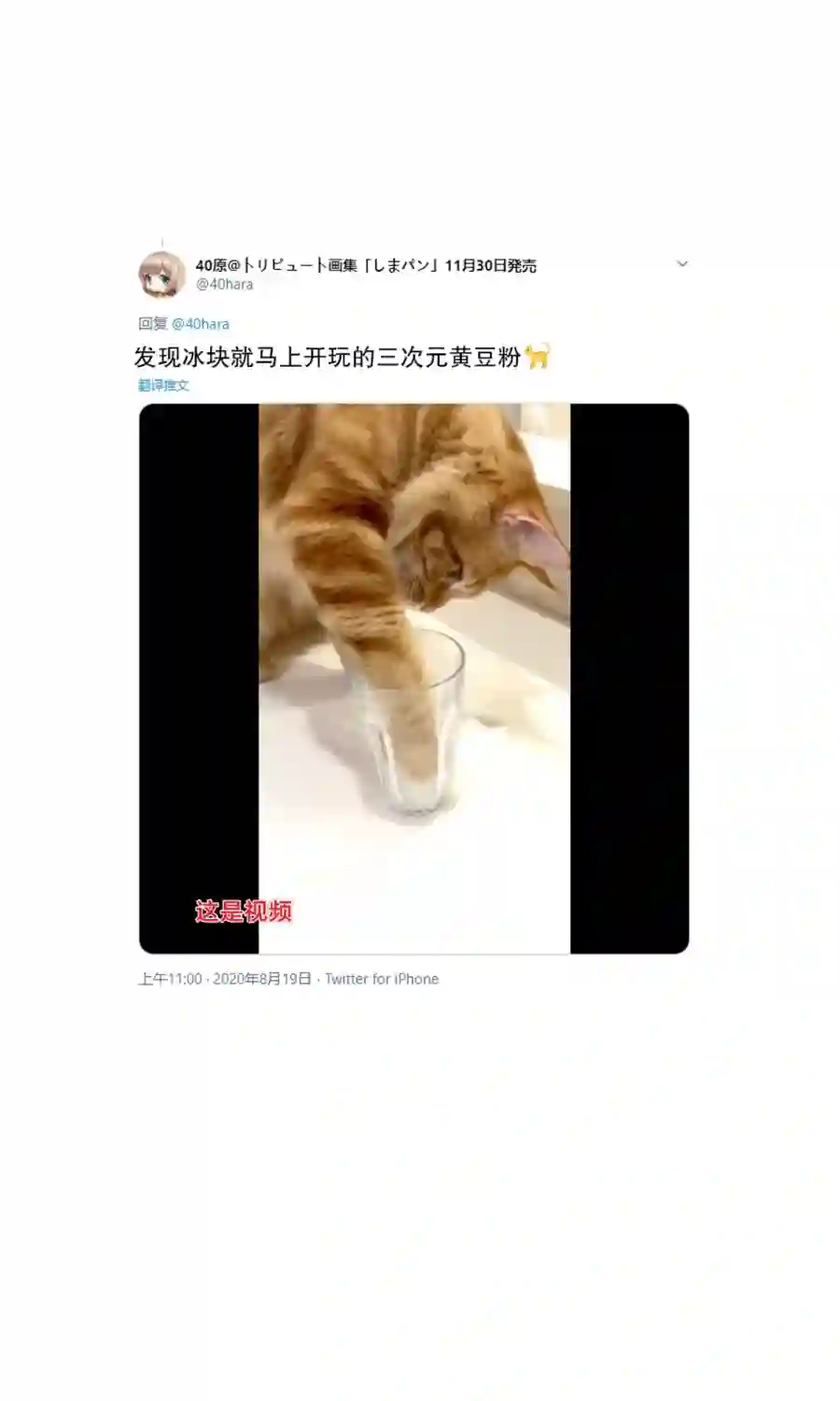 我家的猫猫是可爱的女孩子！杂图6