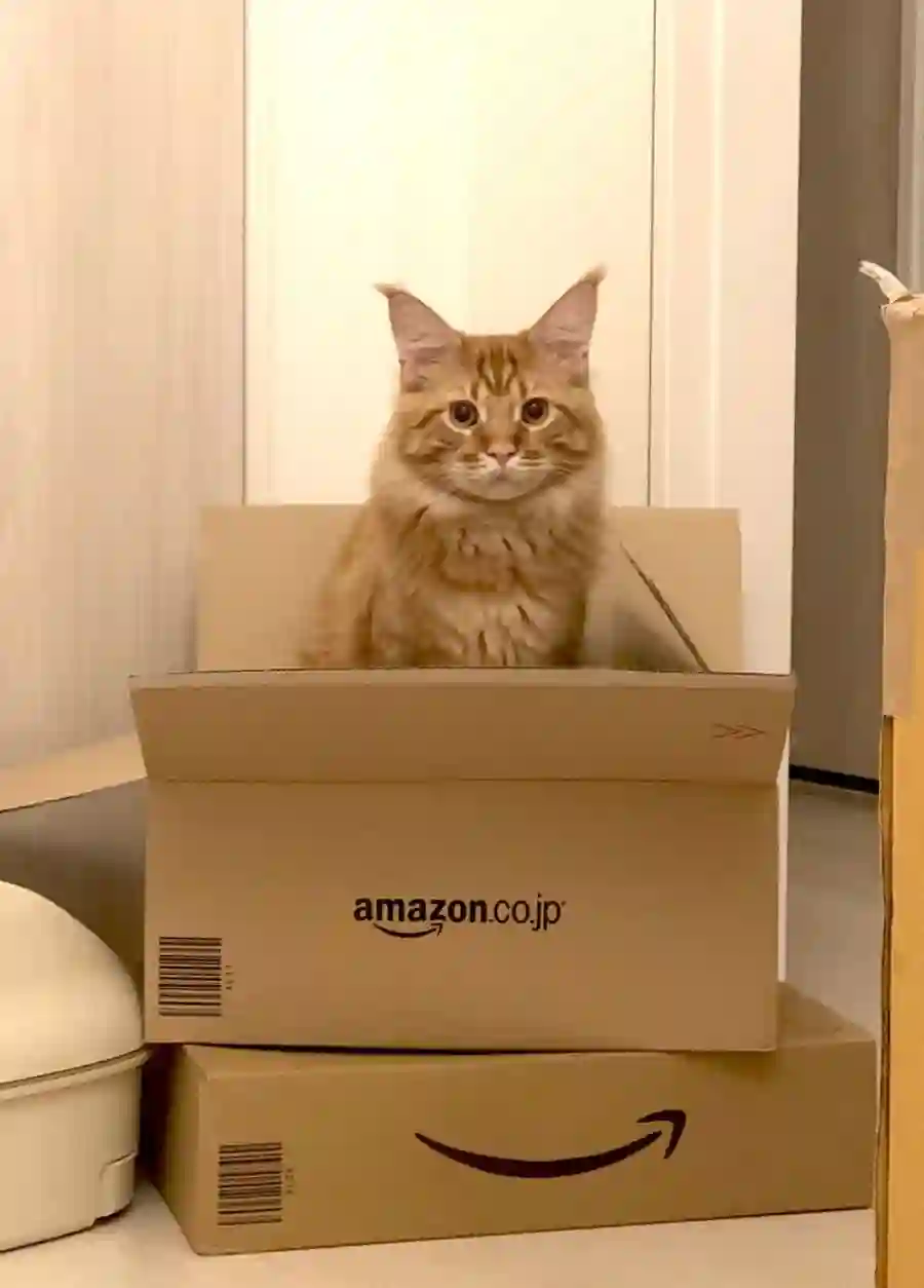 我家的猫猫是可爱的女孩子！杂图6