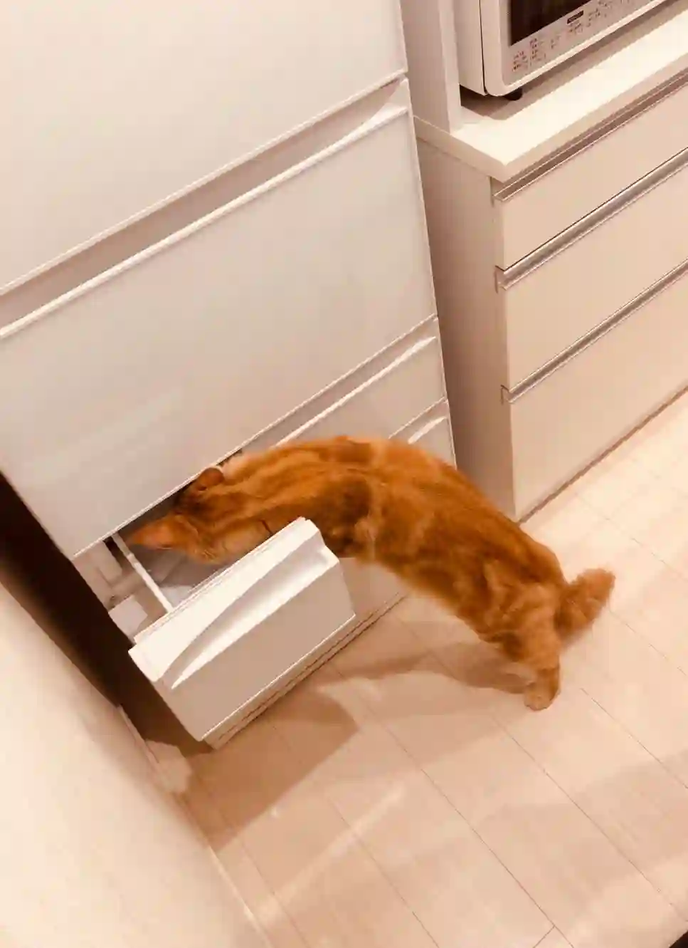 我家的猫猫是可爱的女孩子！杂图6