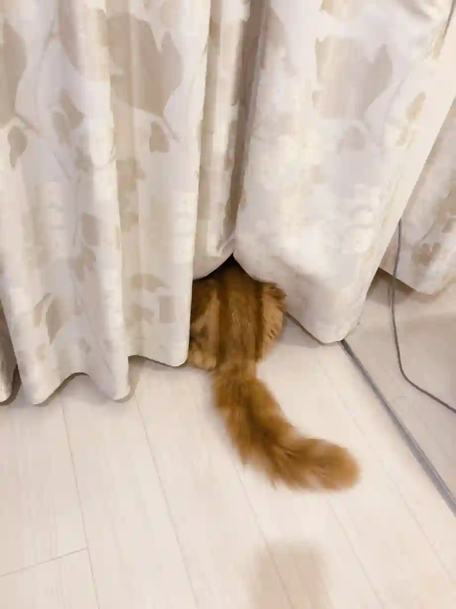 我家的猫猫是可爱的女孩子！第02话