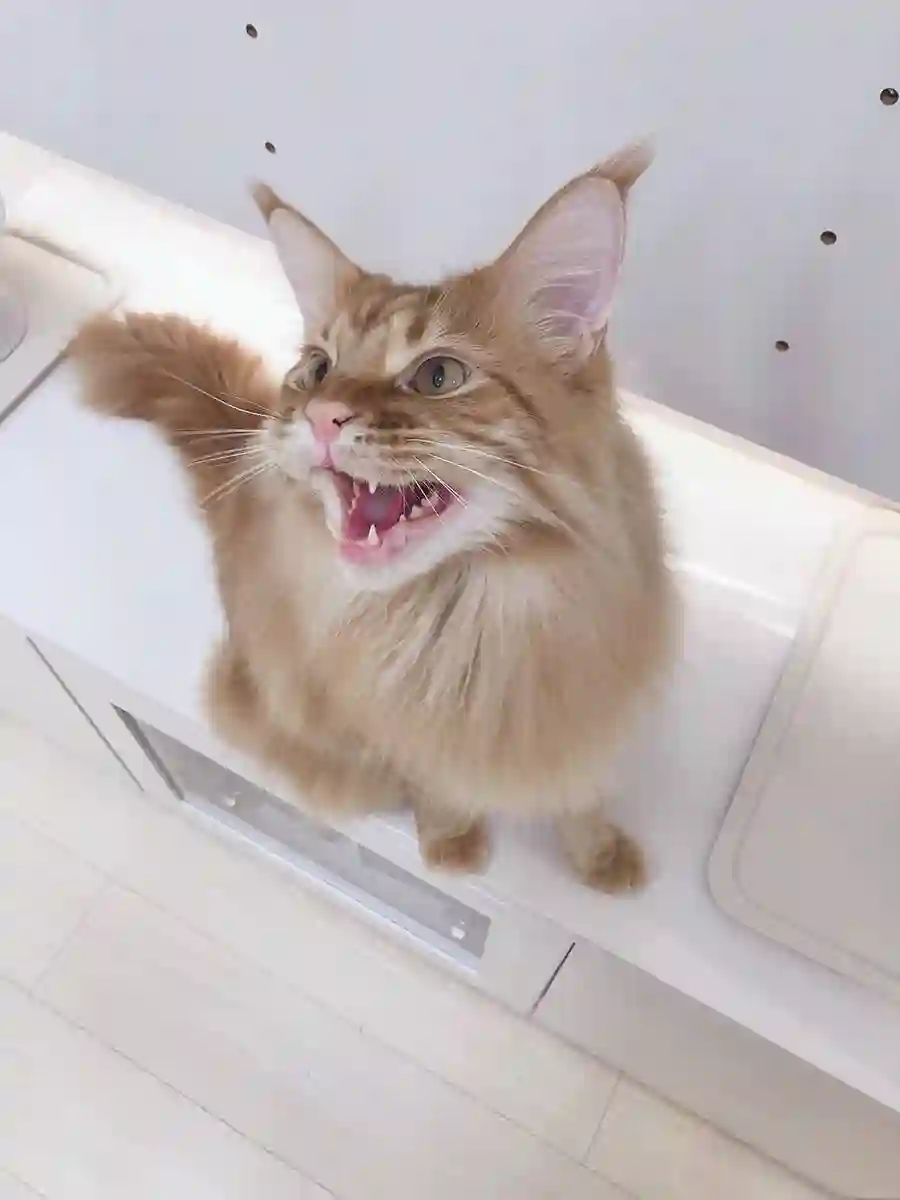 我家的猫猫是可爱的女孩子！杂图9