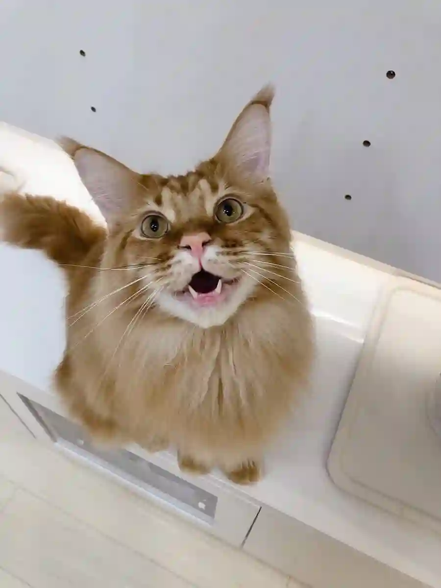 我家的猫猫是可爱的女孩子！杂图9