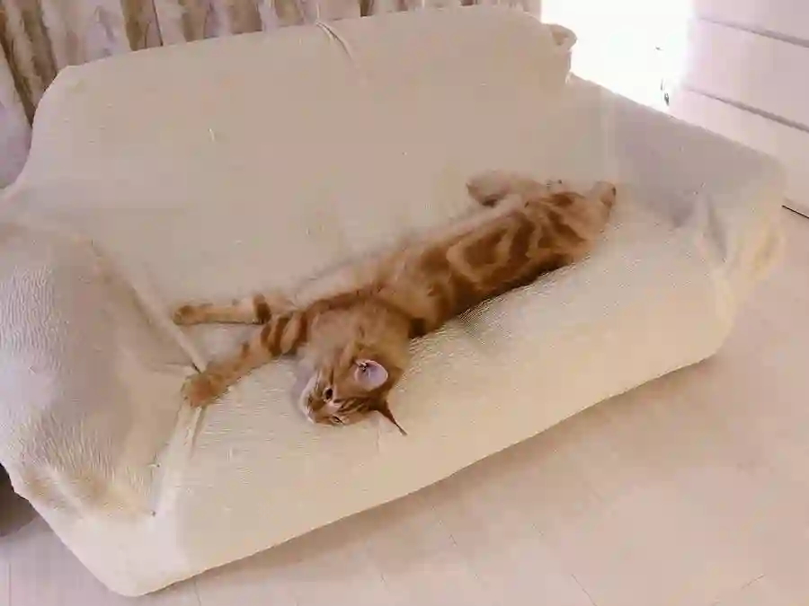 我家的猫猫是可爱的女孩子！杂图9