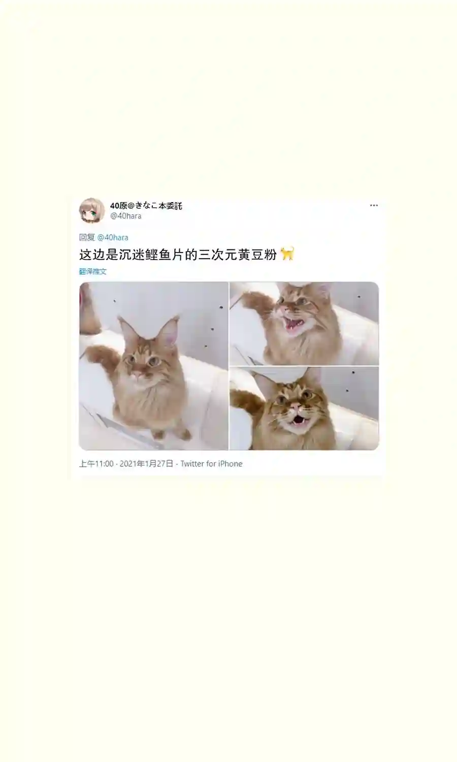 我家的猫猫是可爱的女孩子！杂图9