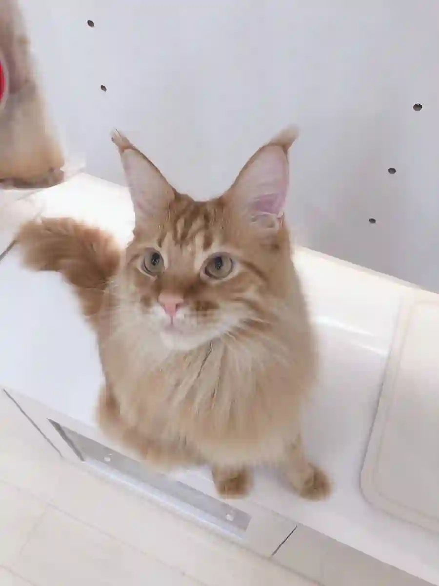 我家的猫猫是可爱的女孩子！杂图9