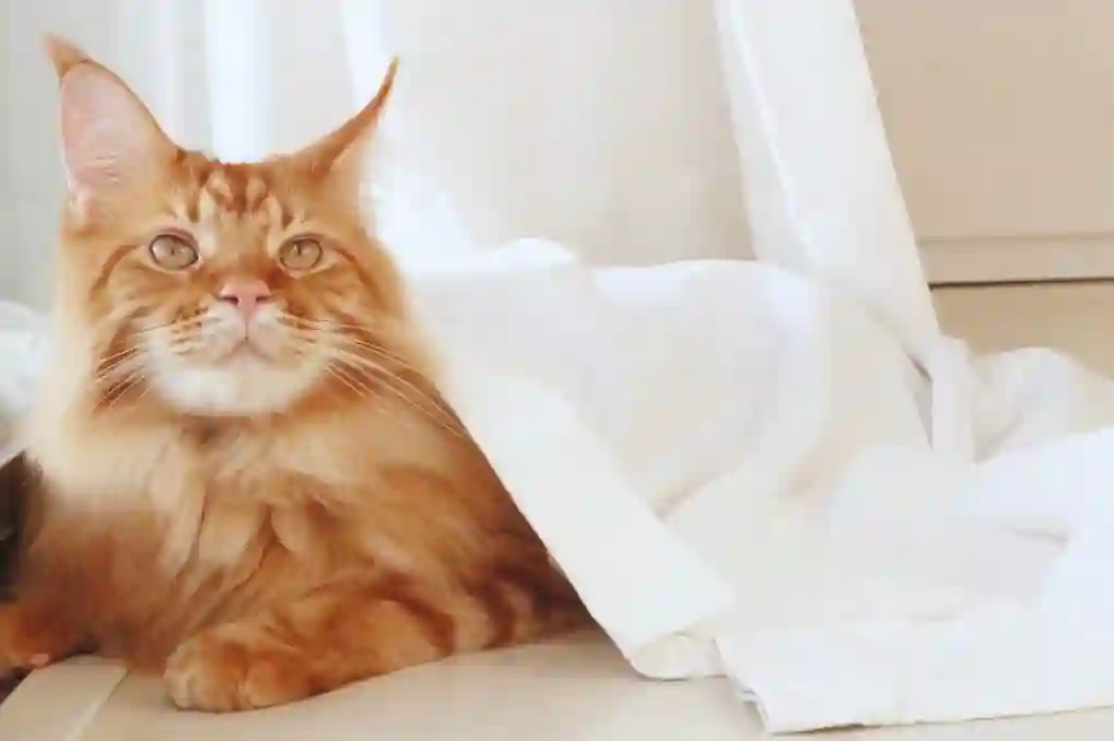 我家的猫猫是可爱的女孩子！杂图11