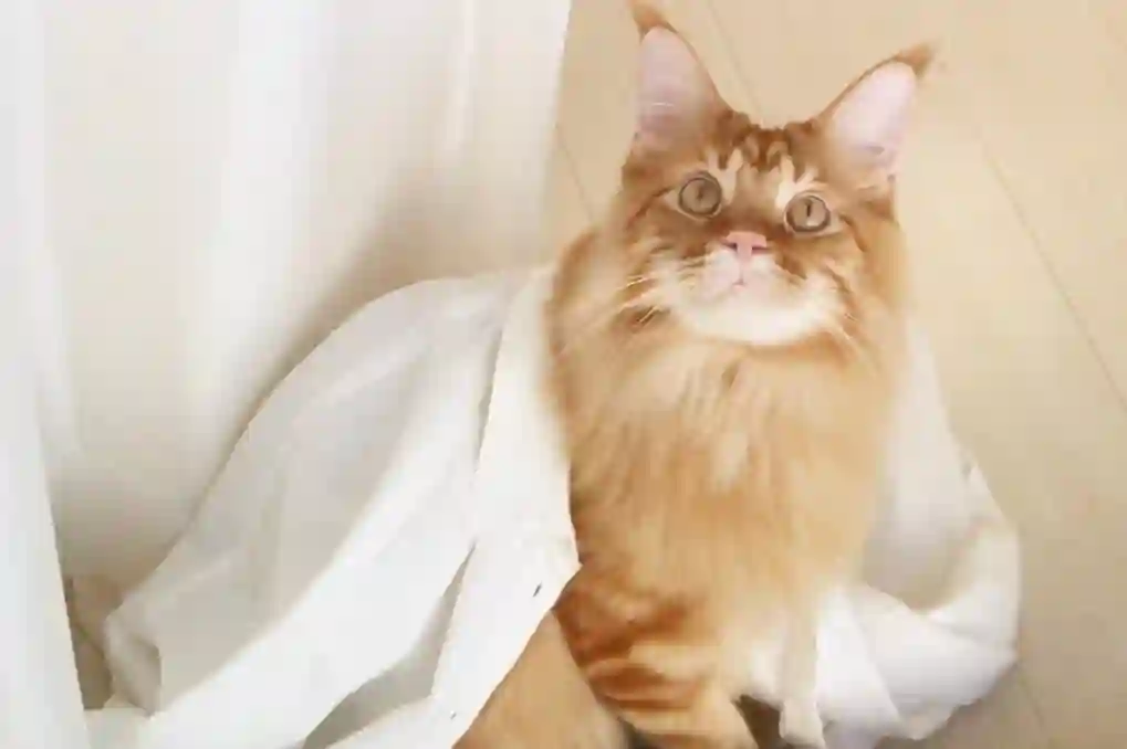 我家的猫猫是可爱的女孩子！杂图11