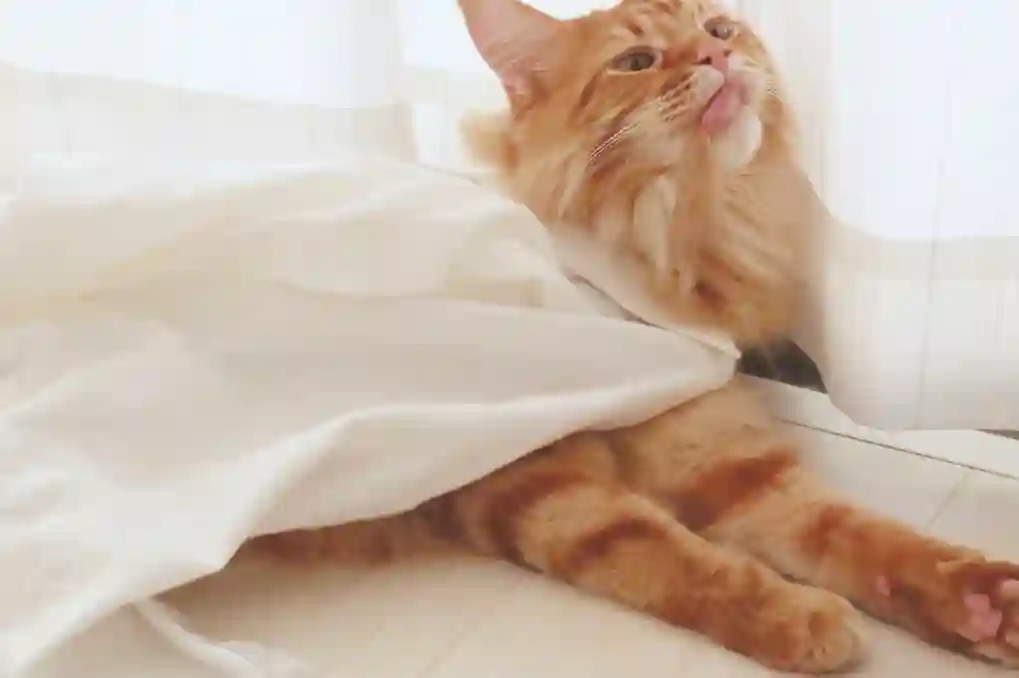 我家的猫猫是可爱的女孩子！杂图11