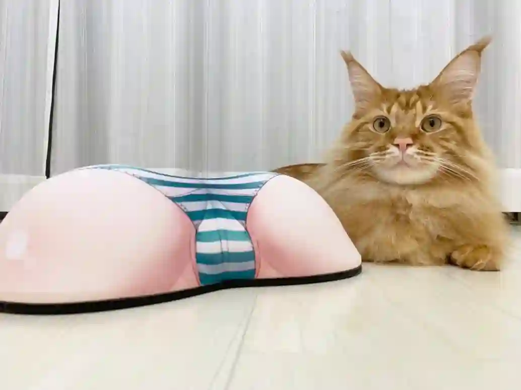 我家的猫猫是可爱的女孩子！杂图11