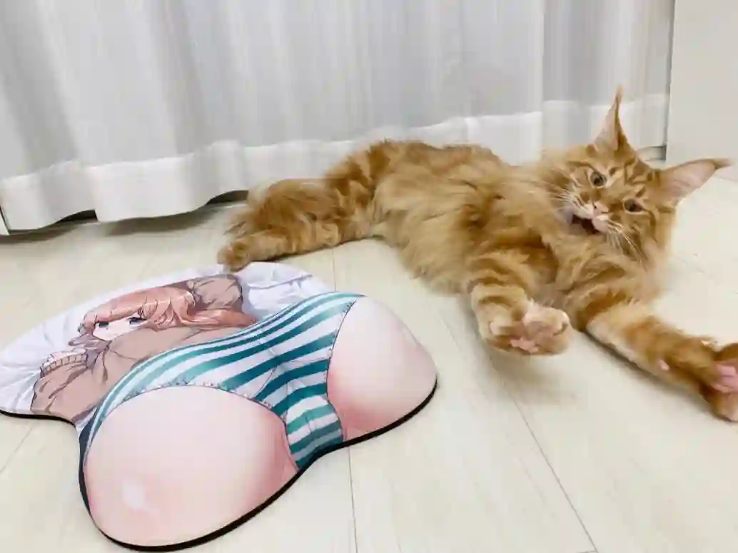 我家的猫猫是可爱的女孩子！杂图11