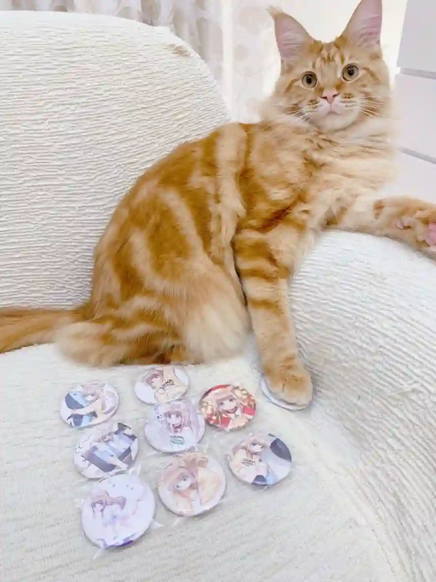 我家的猫猫是可爱的女孩子！杂图12