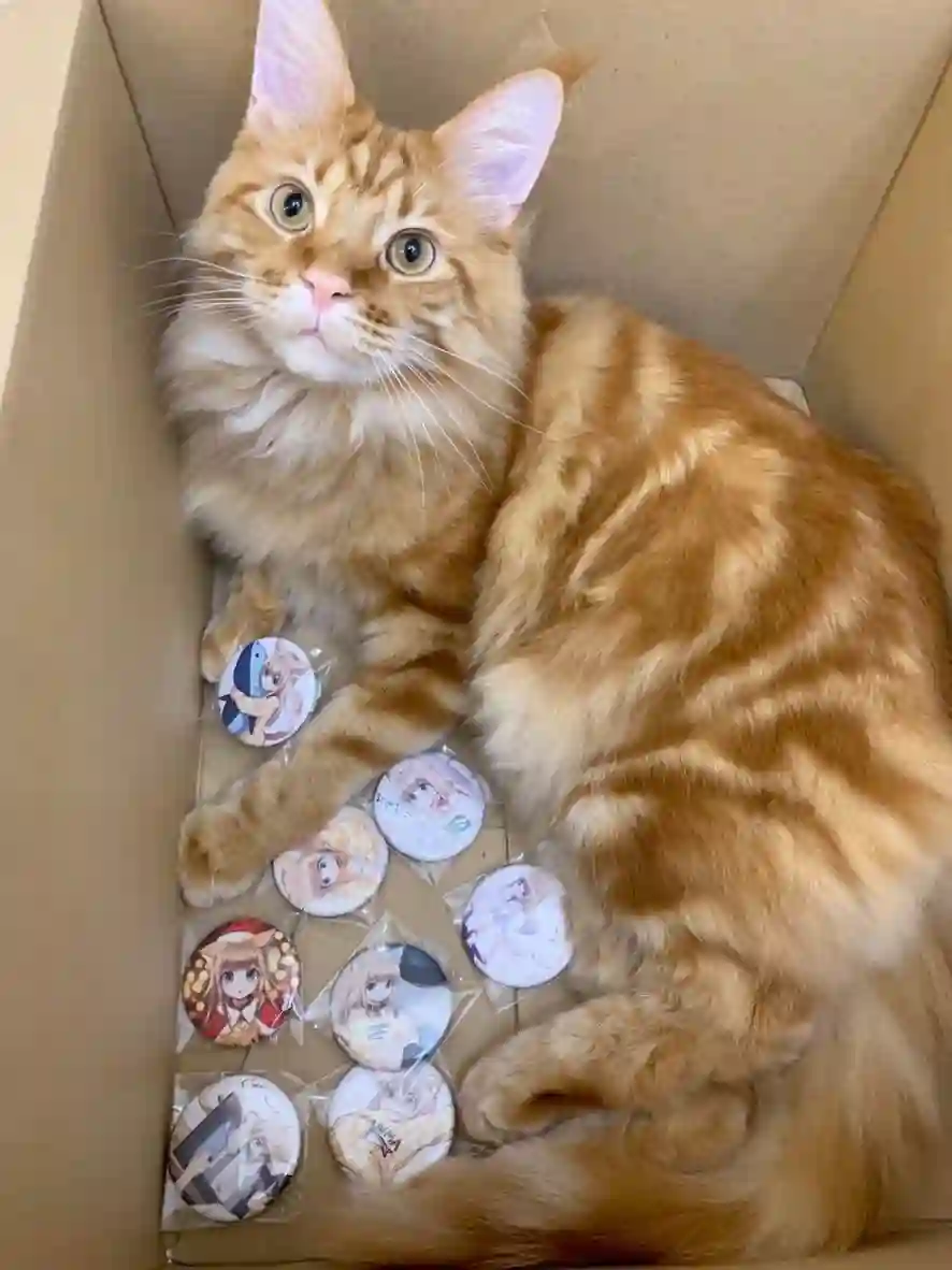 我家的猫猫是可爱的女孩子！杂图12