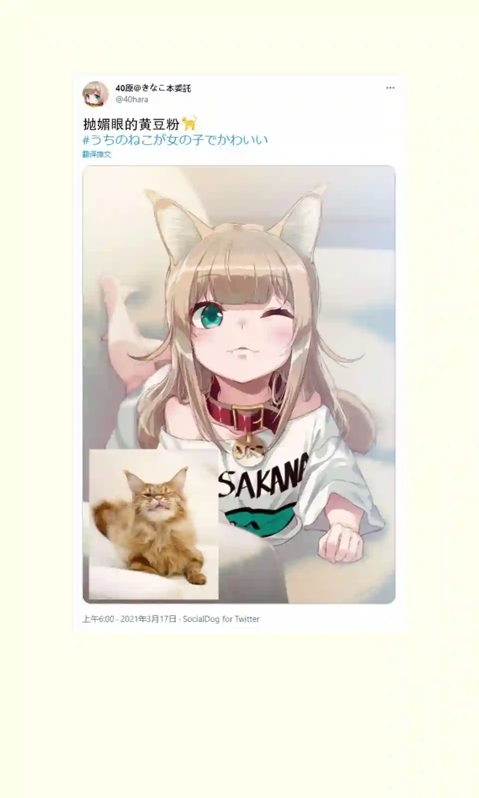 我家的猫猫是可爱的女孩子！杂图12