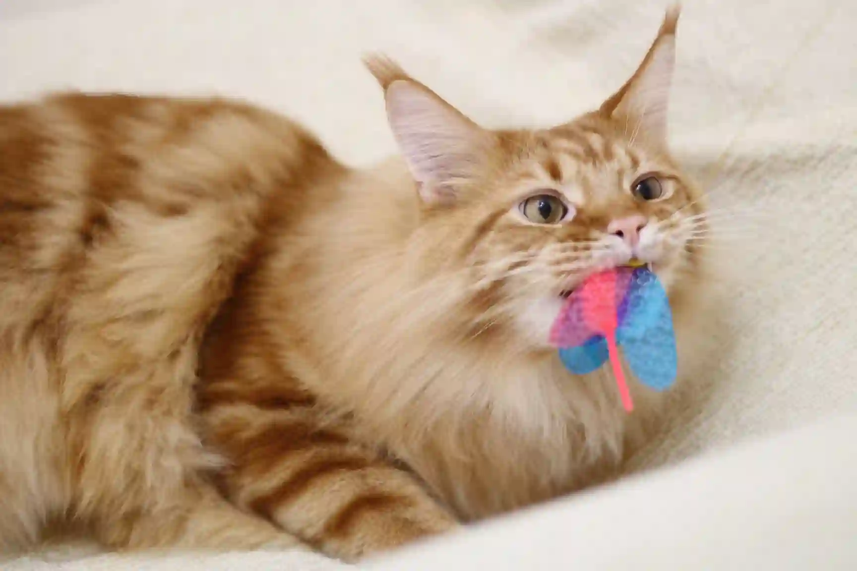 我家的猫猫是可爱的女孩子！杂图13