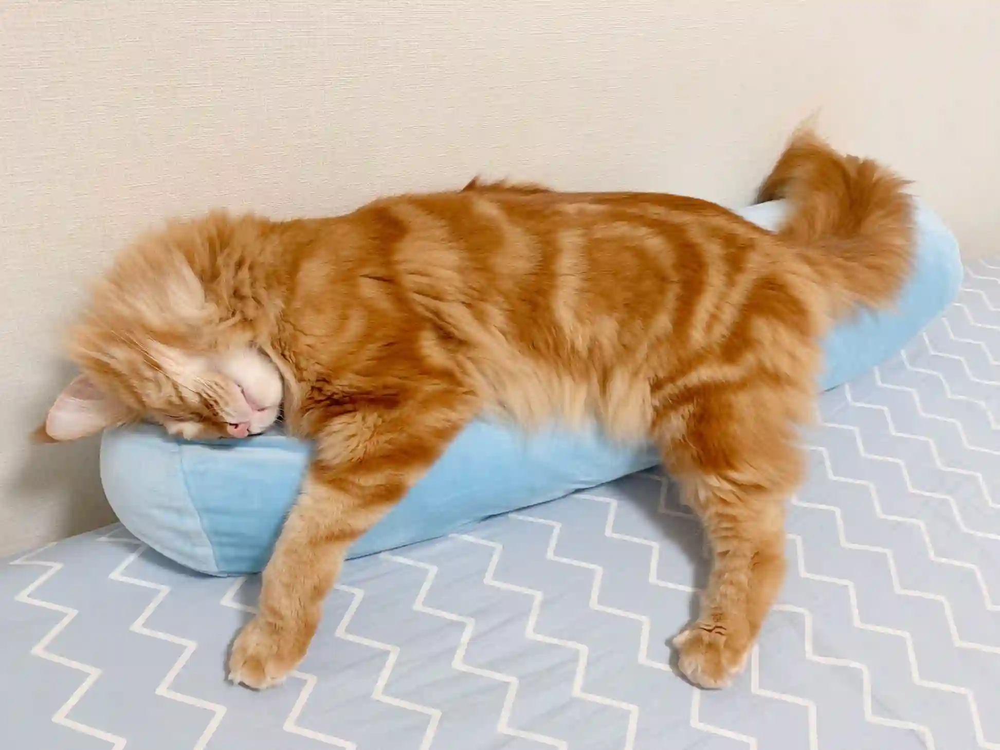 我家的猫猫是可爱的女孩子！第06话