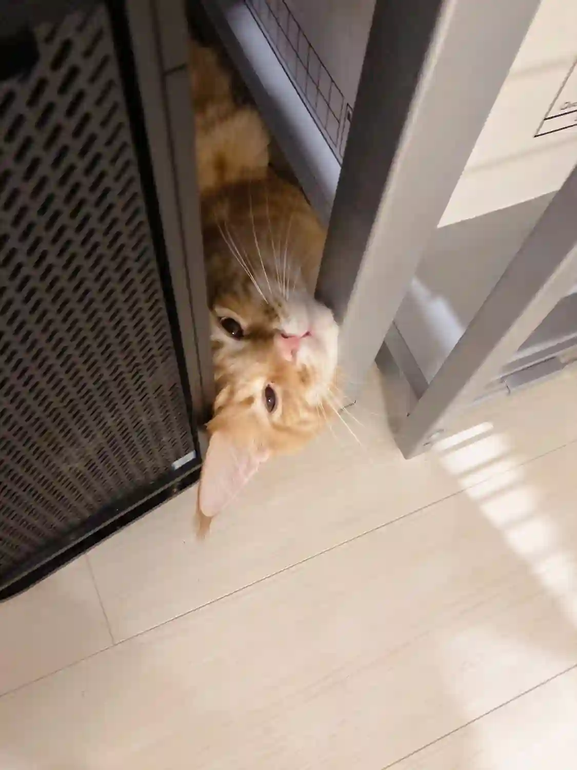 我家的猫猫是可爱的女孩子！杂图14