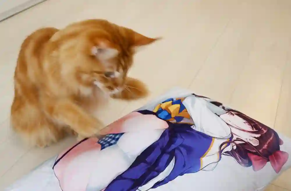 我家的猫猫是可爱的女孩子！杂图14