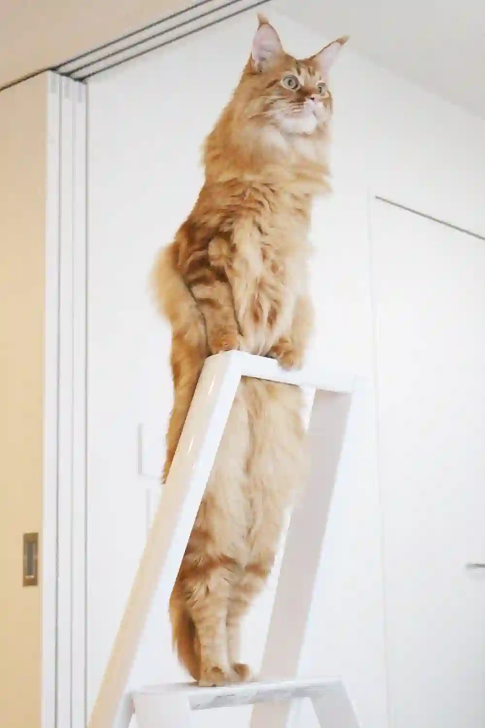 我家的猫猫是可爱的女孩子！第07话