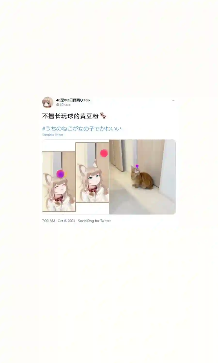 我家的猫猫是可爱的女孩子！杂图16
