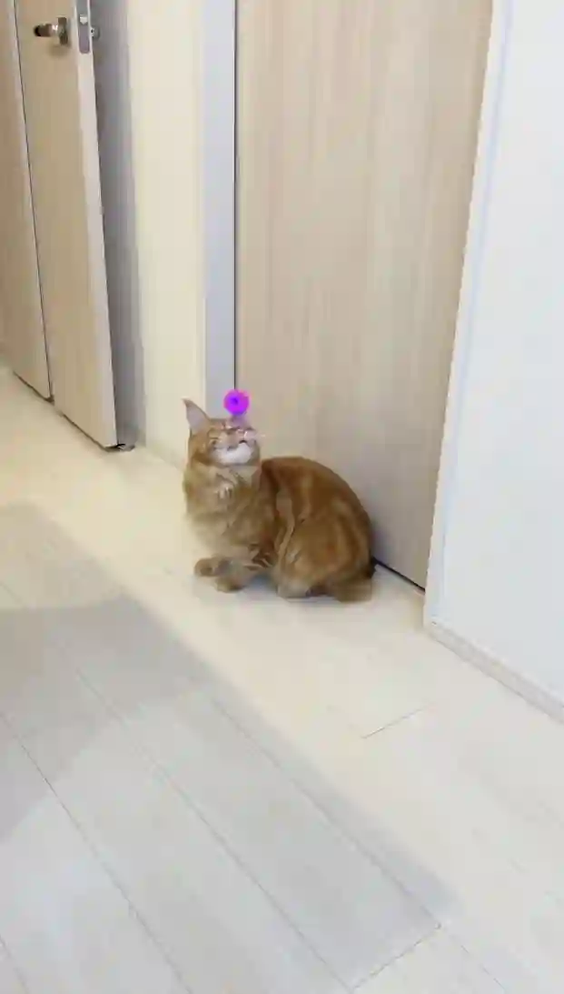 我家的猫猫是可爱的女孩子！杂图16