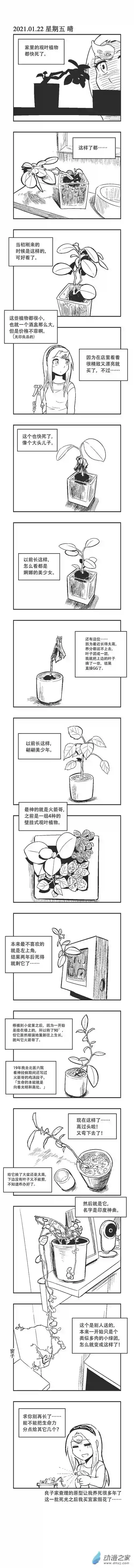 乌贼ichabod日更计划0017 观叶植物