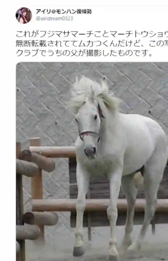 赛马娘：芦毛灰姑娘第16话